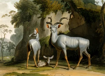 Il Koodoo, 1804